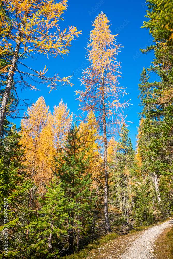 Fototapeta premium Magical nature in Dolomites at the national park Three Peaks (Tre Cime, Drei Zinnen) during sunset and golden Autumn, South Tyrol, Italy.