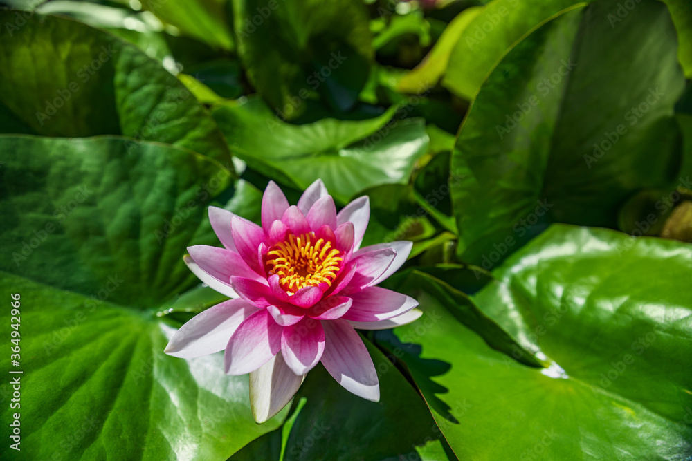 Water lily growing on an artificial water reservoir