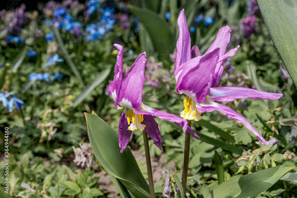 Siberian Fawn Lily (Erythronium sibiricum) in garden, Central Russia Siberian Fawn Lily (Erythronium sibiricum) in garden, Central Russia