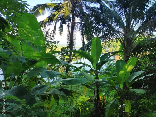 tropical forest with palm trees