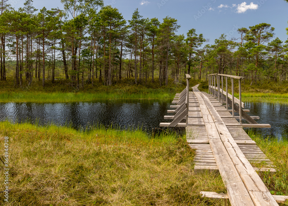 a wooden construction walking bridge in the middle of the swamp. View of the beautiful nature in the swamp - a pond, conifers, moss, clouds and reflections in the water., Nigula Nature Reserve a wooden construction walking bridge in the middle of the swamp. View of the beautiful nature in the swamp - a pond, conifers, moss, clouds and reflections in the water., Nigula Nature Reserve