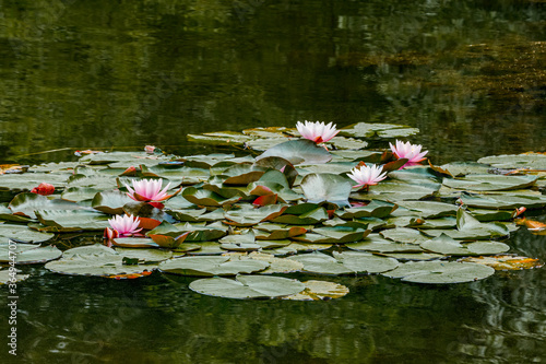 Hybrid Waterlily  Nymphaea hybridum  on pond in park  Central Russia