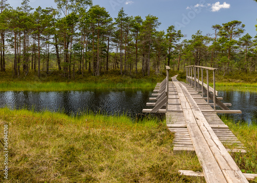 a wooden construction walking bridge in the middle of the swamp. View of the beautiful nature in the swamp - a pond, conifers, moss, clouds and reflections in the water., Nigula Nature Reserve