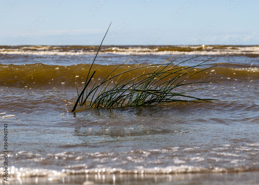summer landscape with fuzzy seaweed on the sea shore, the Baltic Sea coast
