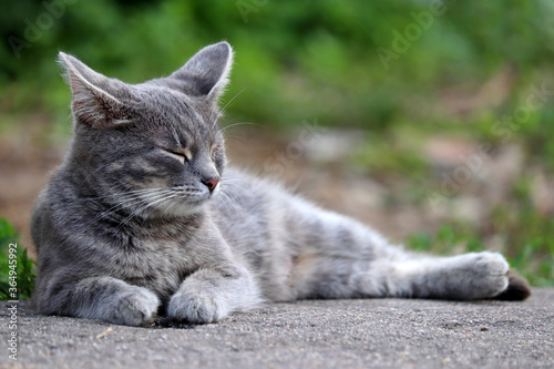 Grey cat lays squinting on a summer street. Portrait of resting pet