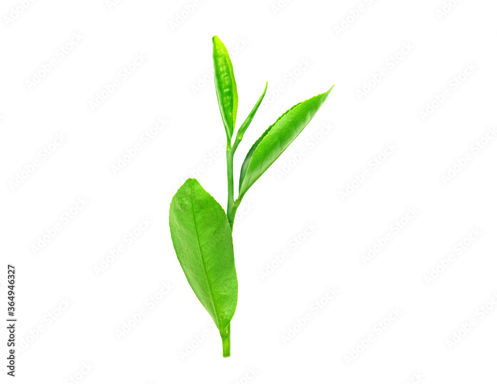 young green tea leaves isolated on white background young green tea leaves isolated on white background