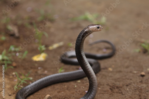 The Javan spitting cobra (Naja sputatrix), also called Indonesian cobra, is a species of cobra in the family Elapidae, found in the Lesser Sunda Islands of Indonesia, including Java, Bali, and other.