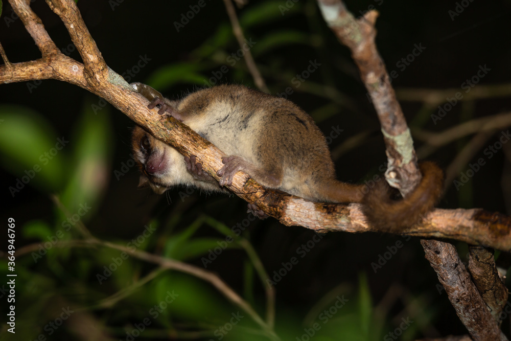 A mouse lemur moves along the branches of a tree
