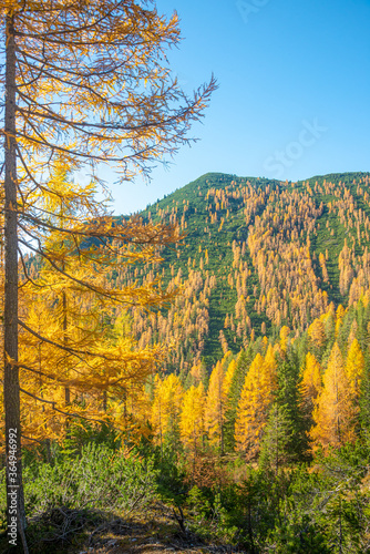 Magical nature in Dolomites at the national park Three Peaks (Tre Cime, Drei Zinnen) during sunset and golden Autumn, South Tyrol, Italy.