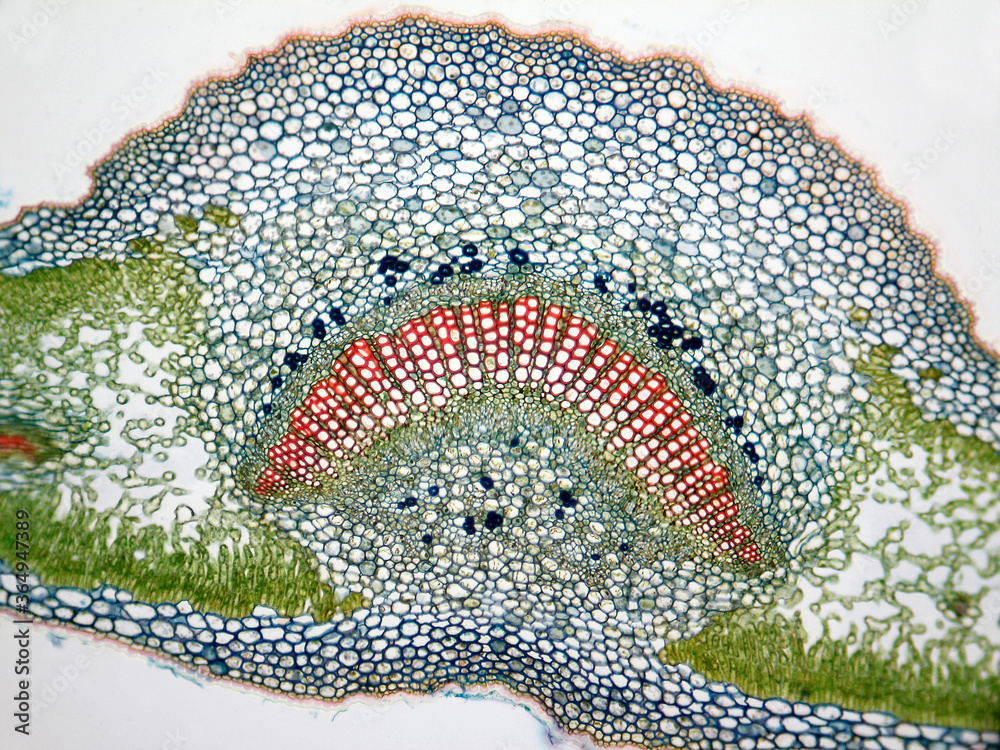 Microphotography of cross section of oleander leaf. Nerium oleander.