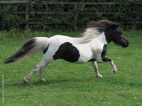 Galloping Pony
