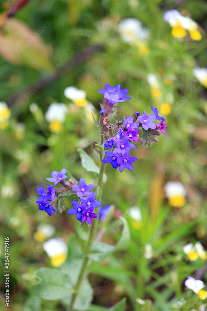 riot of meadow flowers in sultry summer riot of meadow flowers in sultry summer