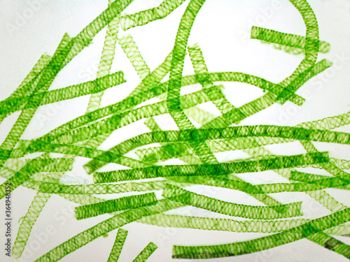 Microphotography of Spirogyra. Green algae. photo
