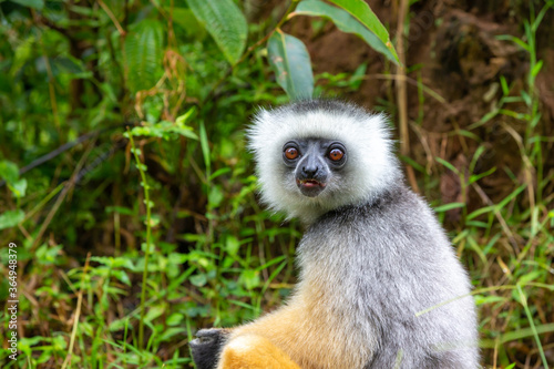 A diademed sifaka in its natural environment in the rainforest on the island of Madagascar