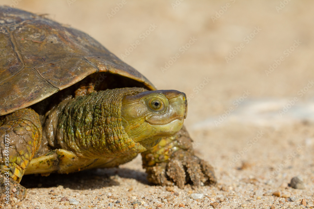 Fototapeta premium Galápago leproso (Mauremys leprosa), sobre la tierra en Monfragüe (España).