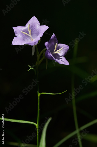 Violet Platycodon Flower Opening Blossom in Forest