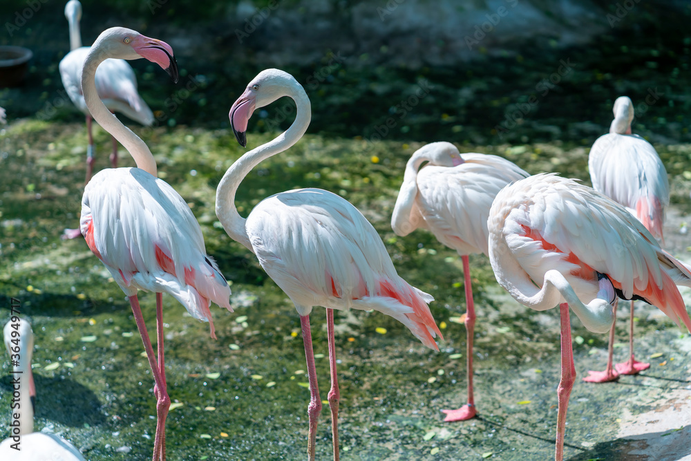 Flamingos in Vietnam zoo. This is a precious bird that needs to be preserved in the natural world Flamingos in Vietnam zoo. This is a precious bird that needs to be preserved in the natural world