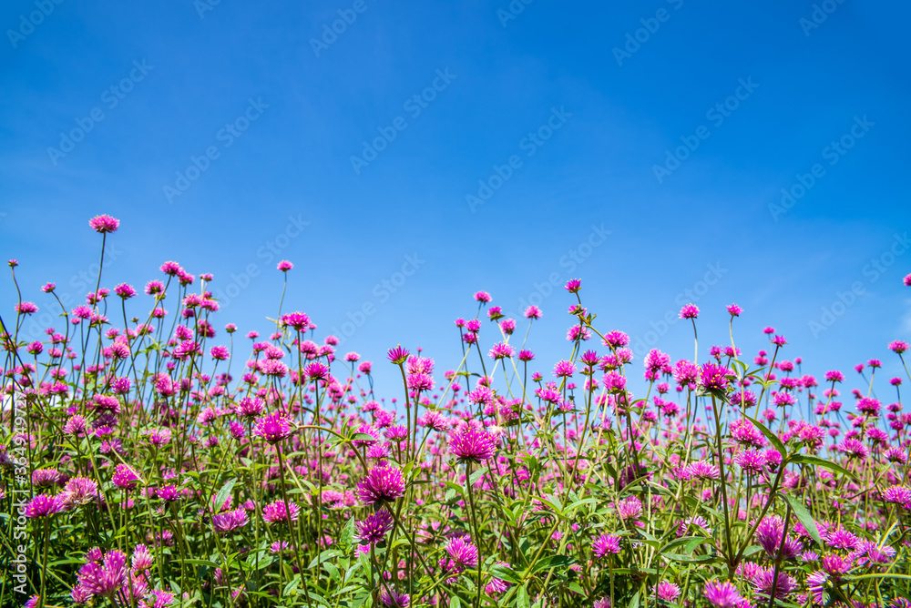Beautiful flowers blooming under the blue sky