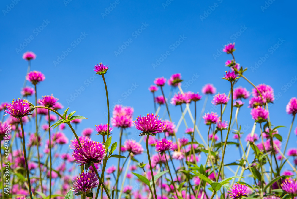 Beautiful flowers blooming under the blue sky Beautiful flowers blooming under the blue sky
