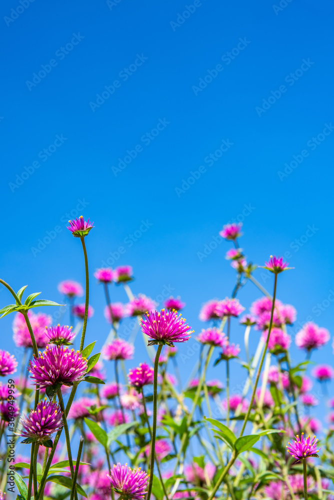 Beautiful flowers blooming under the blue sky