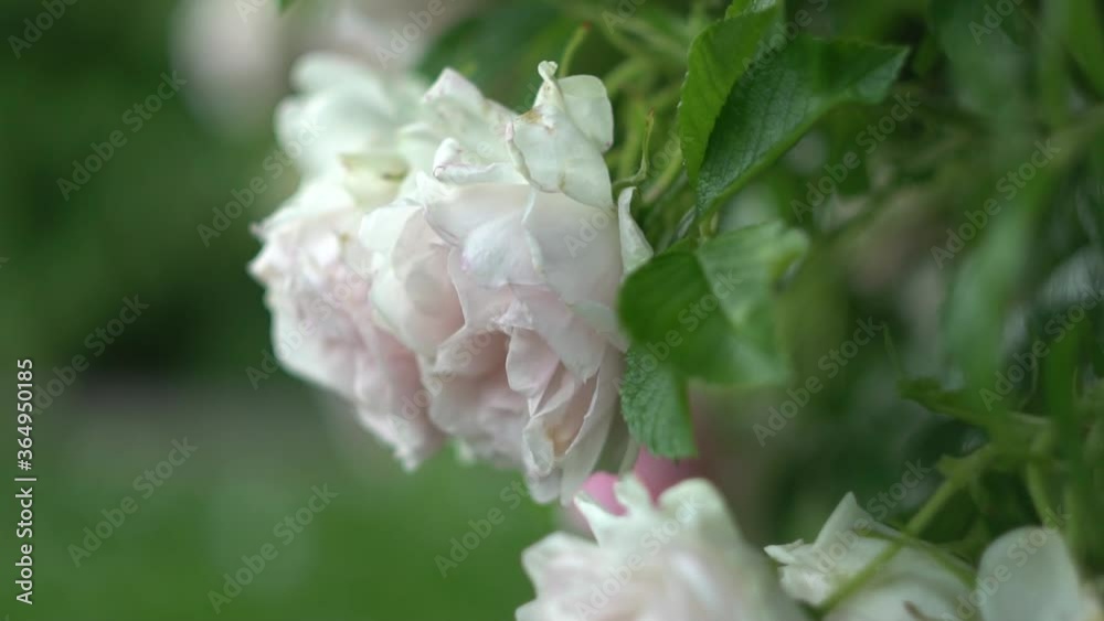 Slow waving in the wind of flowers on a summer day. Slow waving in the wind of flowers on a summer day.