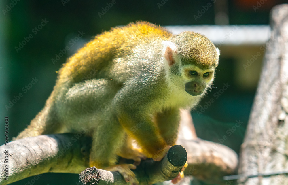 Obraz premium Lazy Squirrel Monkey in the zoo. This is a species of primate that lives in groups that are closely related to humans