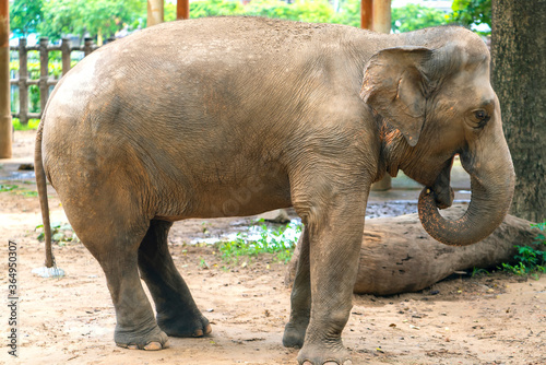 The elephant relaxes in the zoo. It is a large animal that eats plants and has a lifespan of more than 70 years