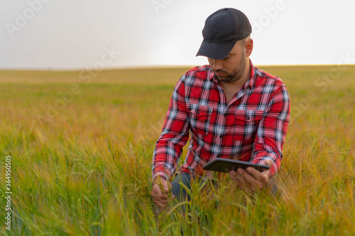 Young Farmer holding tablet and inspecting growth in crops. Nature Yellow field with grain.  © Aleksandar