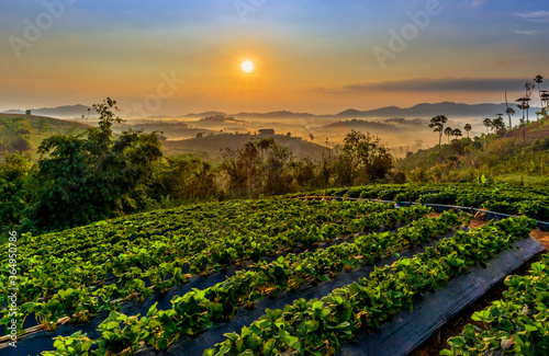 Beautiful landscape of mountain misty morning sunrise is the travel destination and famous place at Khao Kho district, Phetchabun province, Thailand. Relaxation with the natural photo