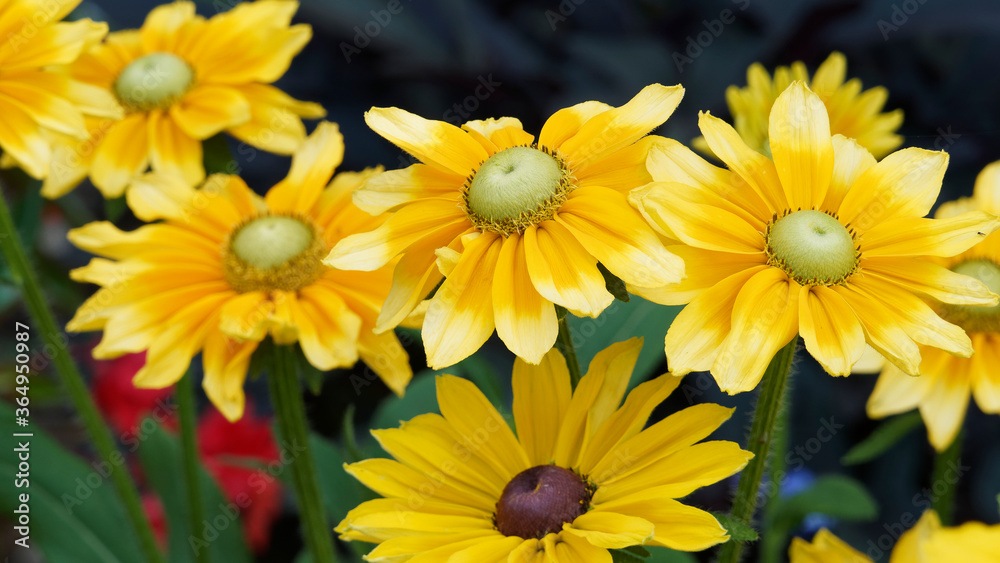 Fototapeta premium Rudbeckia hirta green eyes ou Irish eyes, ressemblant à de grandes marguerites aux longs pétales jaune autour d'un coeur vert