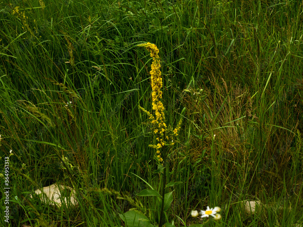 FLOWERS in the botanical garden in Radzionków. Free space for entry ready. FLOWERS in the botanical garden in Radzionków. Free space for entry ready.