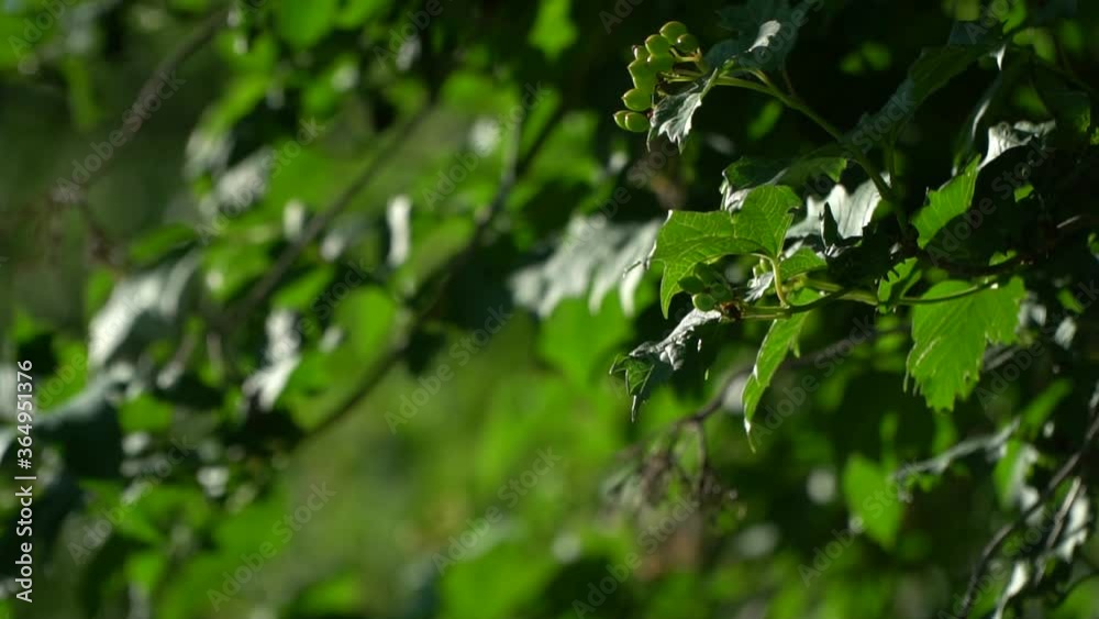 Branches of spruce slowly sway in the wind. Fir branches after the rain. Falling raindrops and sun rays make their way through the branches of fir. Branches of spruce slowly sway in the wind. Fir branches after the rain. Falling raindrops and sun rays make their way through the branches of fir.