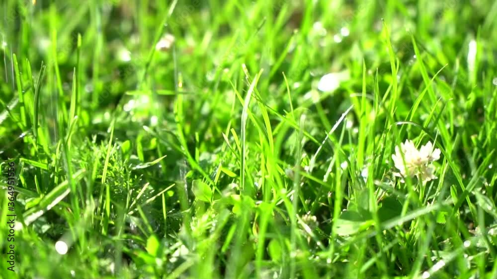 Summer field of grass on a sunny day or after rain. Yarsky sun and warm air.