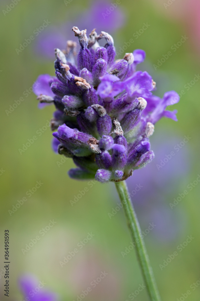 Obraz premium Lavender flower in a garden in summertime