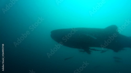 Juvenile whaleshark swimming in the blue