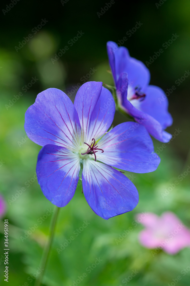 Geranium Rozanne in flower, England, United Kingdom Geranium Rozanne in flower, England, United Kingdom