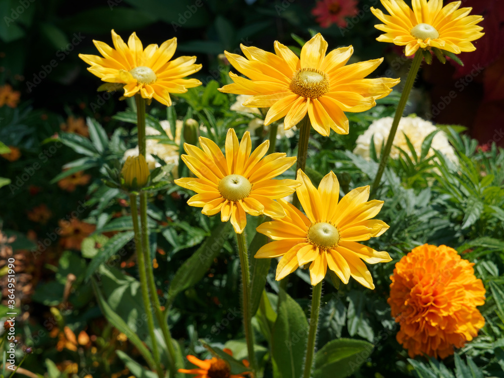 Massif ornementé de grandes fleurs de Rudbeckia hirta green eyes ou Irish eyes aux capitules jaunes autour d'un coeur vert olive Massif ornementé de grandes fleurs de Rudbeckia hirta green eyes ou Irish eyes aux capitules jaunes autour d'un coeur vert olive