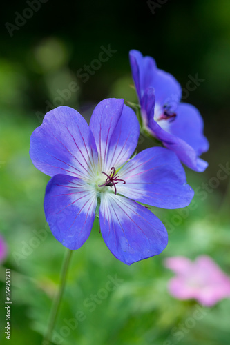 Geranium Rozanne in flower, England, United Kingdom