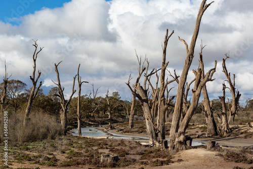 Dead red gum trees inside the Murray River National Park near Renmark South Australia on 21 June 2020