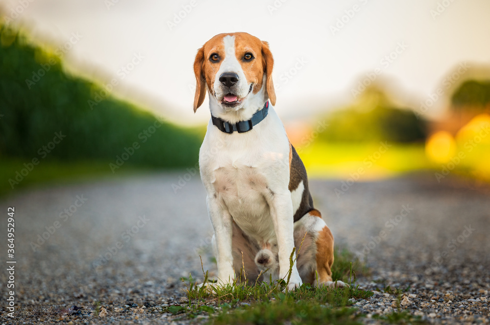 Portrait of a beagle dog in nature sitting on rural road, looking at camera. Portrait of a beagle dog in nature sitting on rural road, looking at camera.