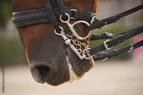 Fototapeta Naklejka Na Ścianę i Meble -  Close-up of bridle with metal bit on head of chestnut horse.
