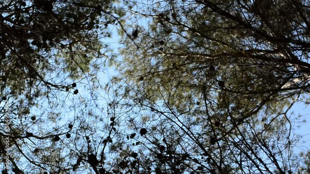 pine branches and leaves swaying in the wind with camera pan movement. pine branches and leaves swaying in the wind with camera pan movement.