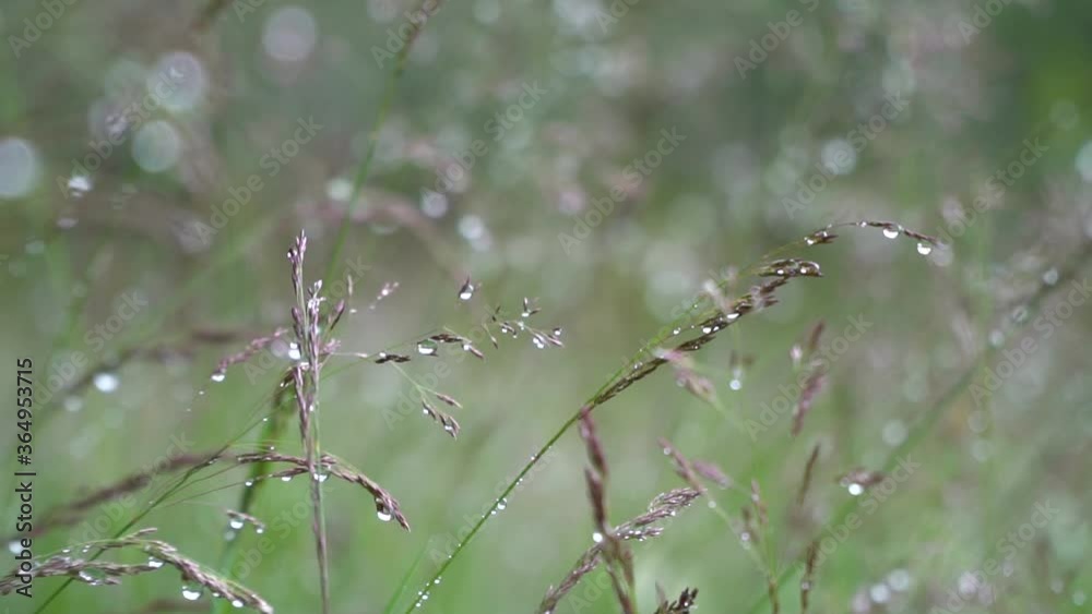 Summer field of grass on a sunny day or after rain. Yarsky sun and warm air. Summer field of grass on a sunny day or after rain. Yarsky sun and warm air.