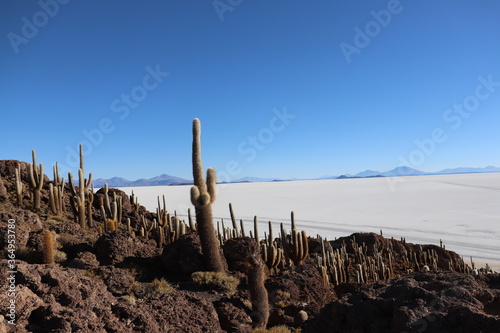 salt desert of bolivia