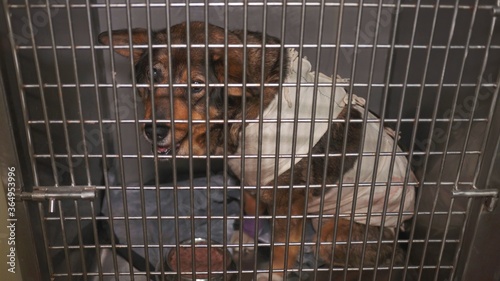 Sick dog in a cage at a veterinary clinic.