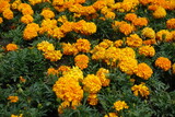 Numerous bright orange flowers of Tagetes erecta in July
