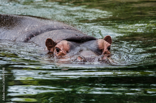 hippopotamus