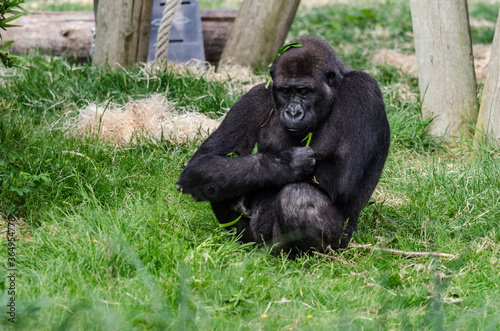 sitting mammal