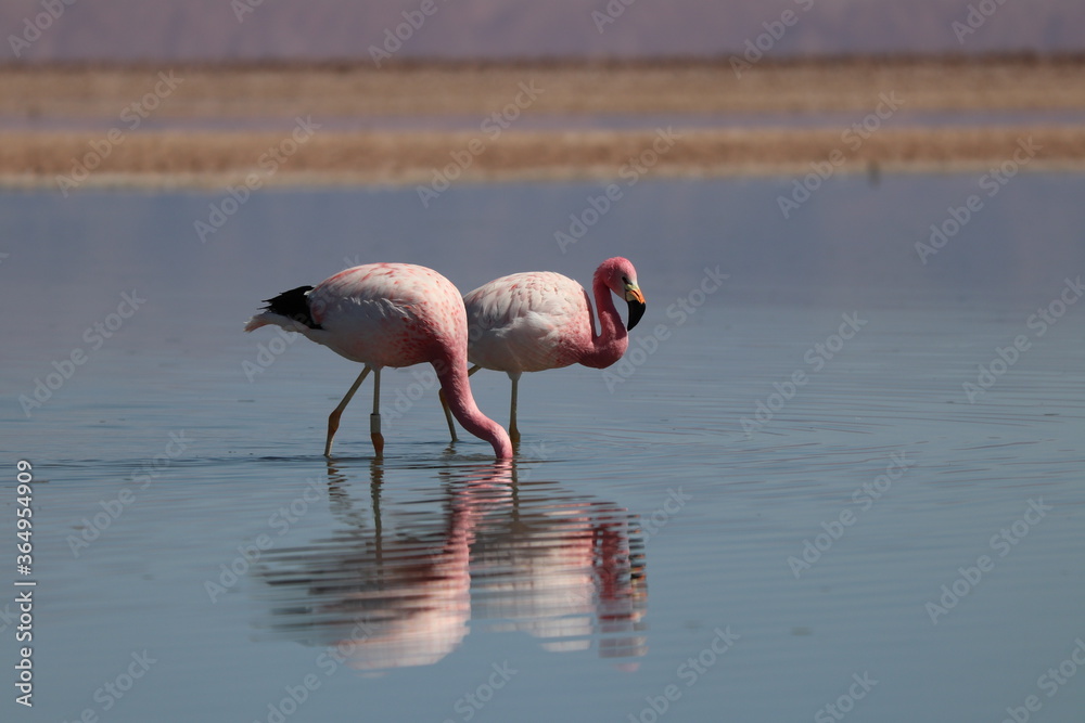 Flamingo lagoon chile