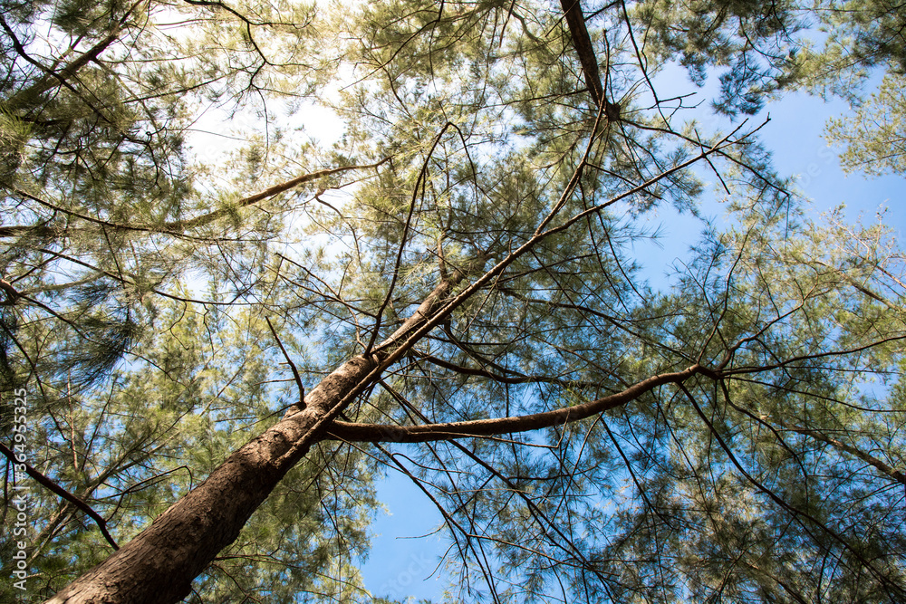 pine tree (Casuarina equisetifolia ) on tropical ,Thailand.. pine tree (Casuarina equisetifolia ) on tropical ,Thailand..